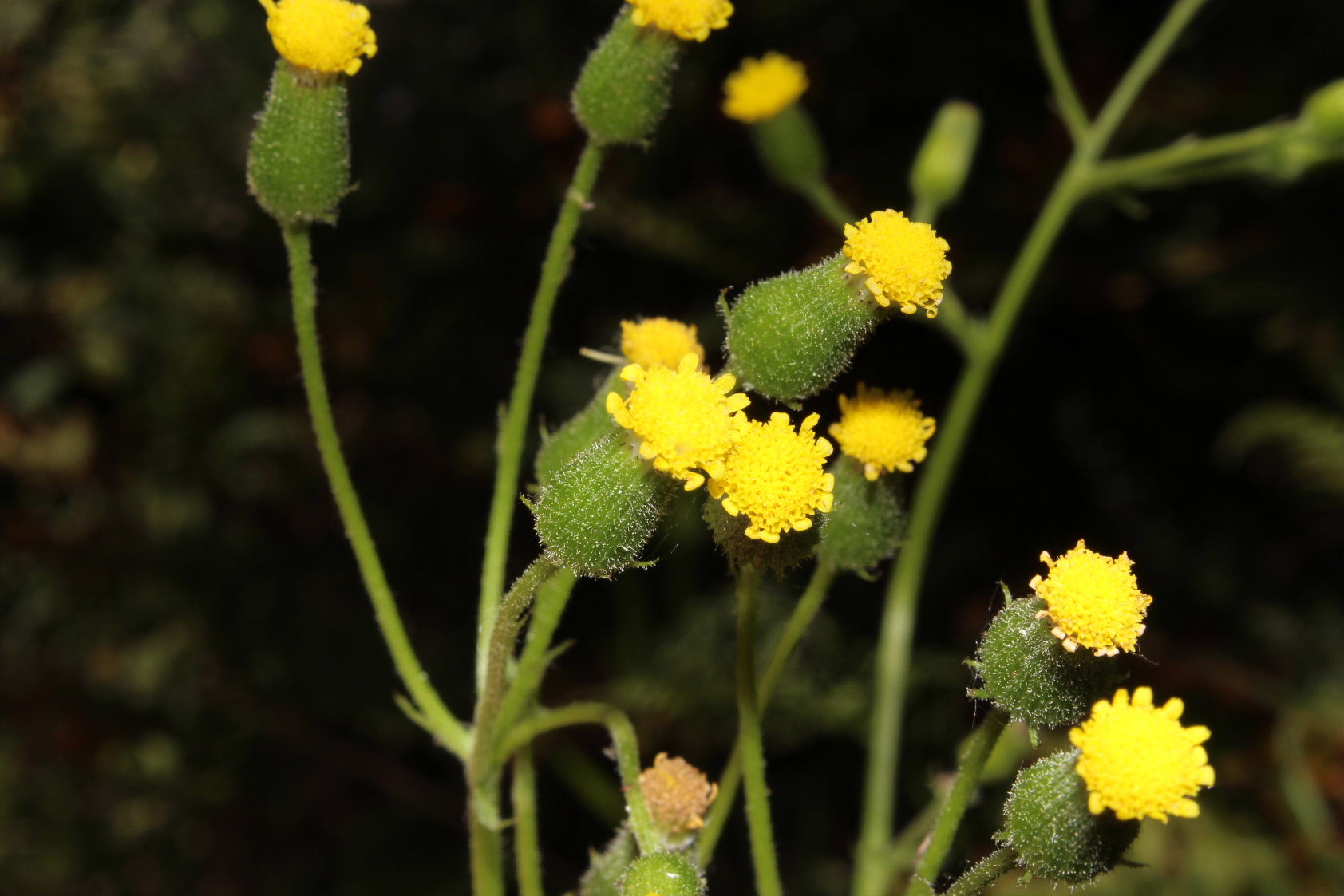 Senecio lividus / Senecione livido